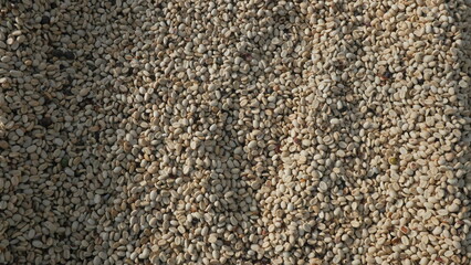 grão de café