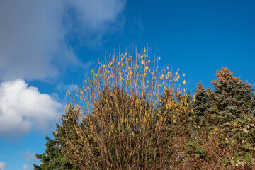 Bl&uuml;hender Haselstrauch vor blauem Himmel, mit Waldrand