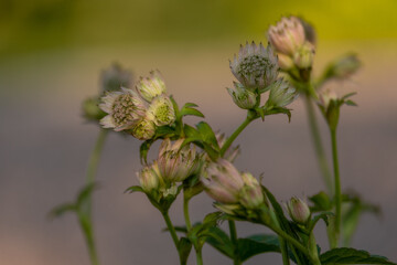 flower of a thistle