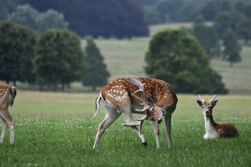 Wild deer in parkland with trees and green fields. Taken in Cheshire England. 