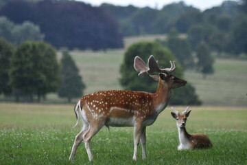 Wild deer in parkland with trees and green fields. Taken in Cheshire England. 