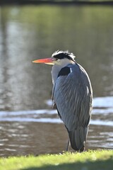 Grey heron sitting at the edge of a pond