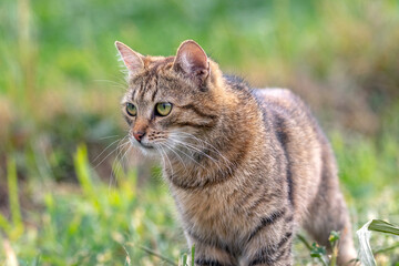 A brown striped cat is looking carefully at something in the green grass in the summer, looking for prey