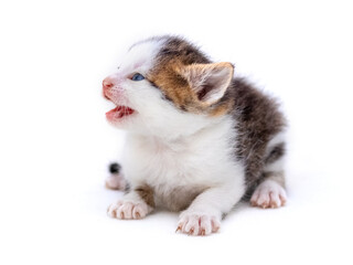 Fototapeta na wymiar Cute fluffy kitten on white isolated background. Magic cat