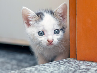 A small cute kitten in the room peeks because of the door