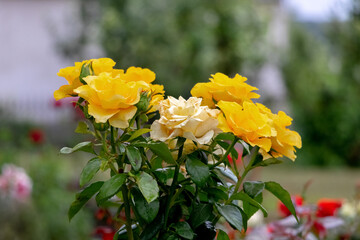 Yellow roses in the garden on the flowerbed