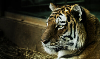 Obraz premium Tiger in the zoo