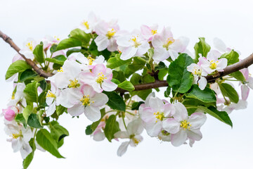 A branch of an apple tree with pink and white flowers on a white background. Blossoming apple tree