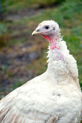 White turkey on the background of green grass. Growing turkeys on the farm