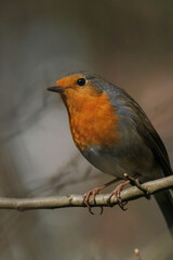 Rotkehlchen