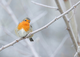 Rotkehlchen im Winter