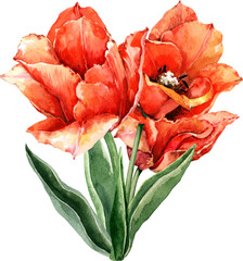 Tulip flower. Bouquet. Watercolor.