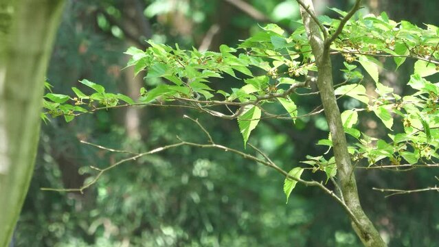 サンコウチョウ1