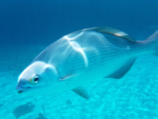 Obraz premium Mexico, Playa del Carmen e Cozumel