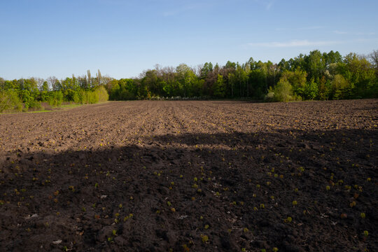 Cultivation of young maple seedlings. Germinated young maple seedlings in the field. A field planted with young maple seedlings.