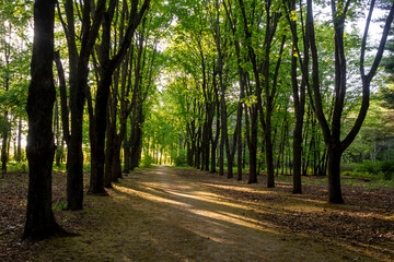 Beech alley in rays of setting sun. Concept of peace, relaxation