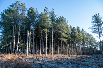 Pine trees in Allerthorpe Woods, East Yorkshire, England