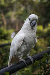 Close-up of Cacatua in the zoo
