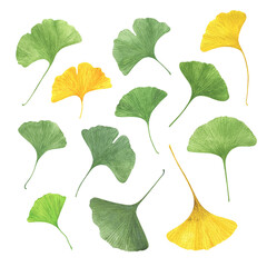 Ginkgo biloba ancient tree fan-shaped leaves set watercolor illustration, maidenhair tree leaf healthy eco-friendly floral concept, organic plant for medicine, beauty, decor