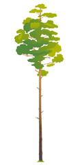 Obraz premium One green tall pine tree illustration, Scots pine evergreen coniferous tree in side view isolated, tree with a straight tall trunk and small crown