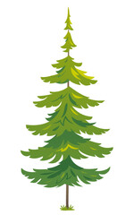 One green tiny spruce tree illustration, white spruce evergreen coniferous tree in side view isolated
