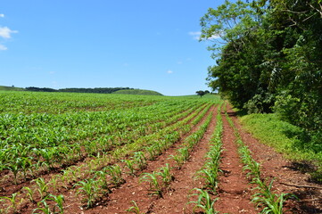 field of corn