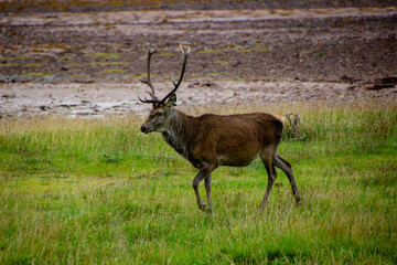 Deers grazing on meadow.