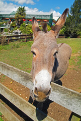 New Zealand, Donkey