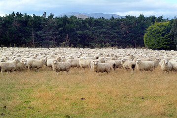 New Zealand- flock of sheep on pasture
