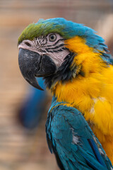 Bright, colorful parrot. Close-up. Only beak, eye and head.