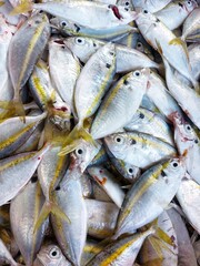 Fototapeta premium selar fish or Selar kuning Selaroides leptolepis,