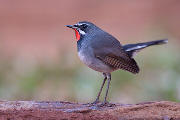 beautiful grey bird with bright red neck looking up sky alerting to invader while searching for meal in early morning, male chinese rubythroat