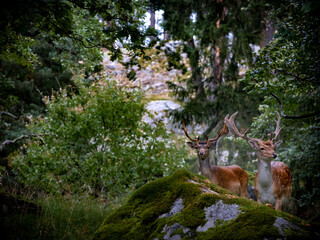 Fototapeta premium deer in forest