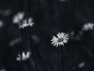 daisies in black and white