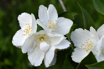 A large beautiful white jasmine flower. Beautiful macro flowers. Background of a white flower in summer.