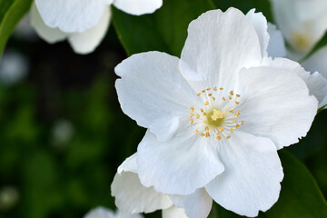 A large beautiful white jasmine flower. Beautiful macro flowers. Background of a white flower in summer.