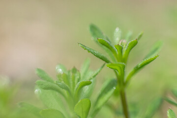 Galium aparine cleavers, catchweed, stickyweed, robin-run-the-hedge, sticky willy, sticky willow, stickyjack, stickeljack, and grip grass use in traditional medicine for treatment 