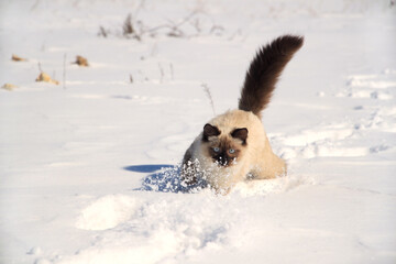 Ragdoll cat plays with snowflakes, cat runs on white snow.