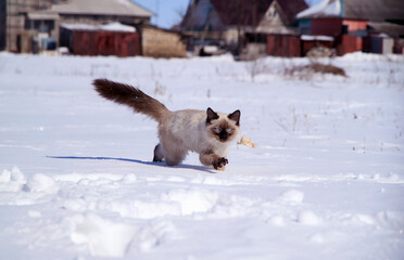 Ragdoll cat plays with snowflakes, cat runs on white snow.