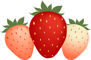 Strawberries Vector 