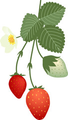 Strawberries Vector 