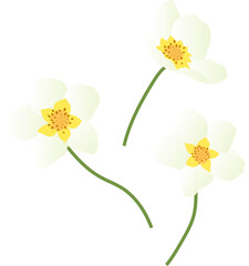 Strawberry Flowers