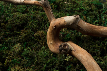 Branch on moss on a black background. Nature and ecology concept with copy space