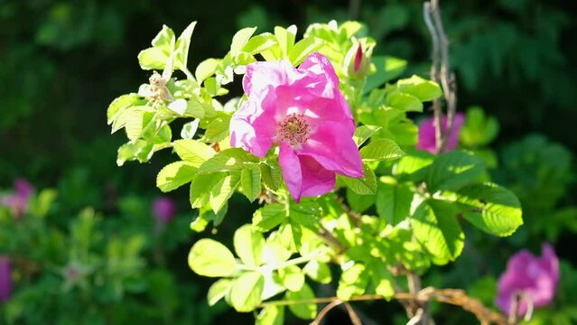 Dog rose flowers, Rosa canina flowers with green leaves. Wild pink rose in nature. pink flowers in the garden