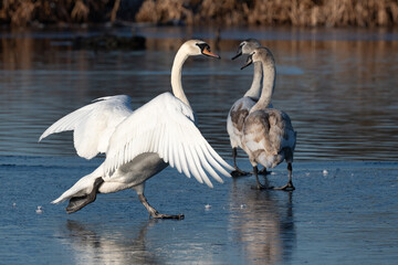 Male swan walking on an icy pond using his claws for a better grip in Bushy Park