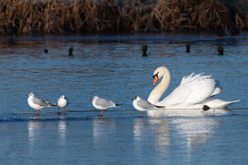 Male swan guarding the unfrozen part of the pond during winter in Bushy Park