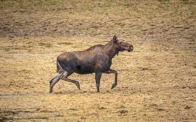 Moose cow (Alces alces) walking on bottom of dry lake