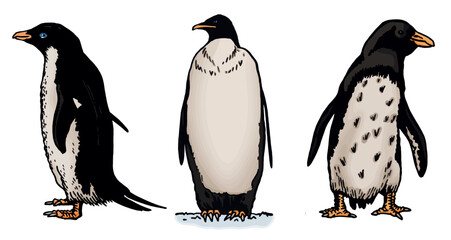 Color vector set of penguins on white isolated , bird of Antarctica and the south coast of Africa
