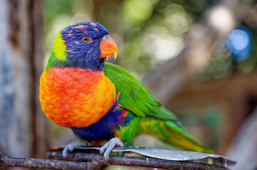Papagei Regenbogenlori close up, parrot