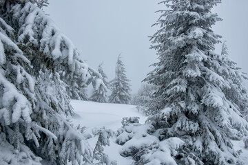  Snow-white firs on a snow-white meadow. Winter minimalism and graphics.